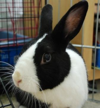 Dutch Bunny