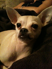 Portia