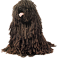 mop dog