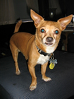 Medical Help Needed for Kujo!