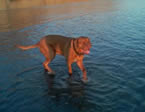 Medical Help Needed for Oscar