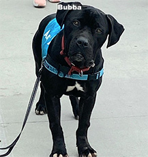 Bubba