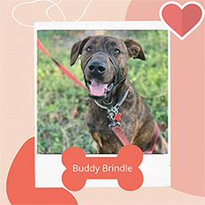 Buddy Brindle