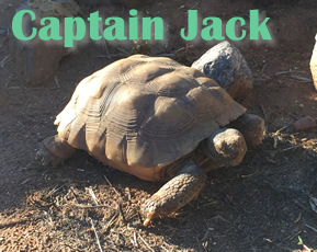 Captain Jack