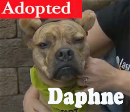 Daphne
