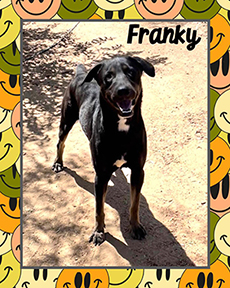 Franky