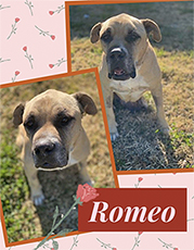 Romeo