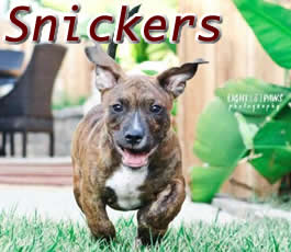 Snickers
