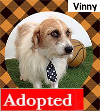 Vinny